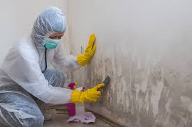 Reliable Milan, OH Mold Removal Services Solutions